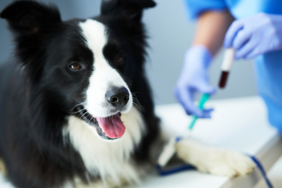 Laboratorio de Inmunología Veterinaria