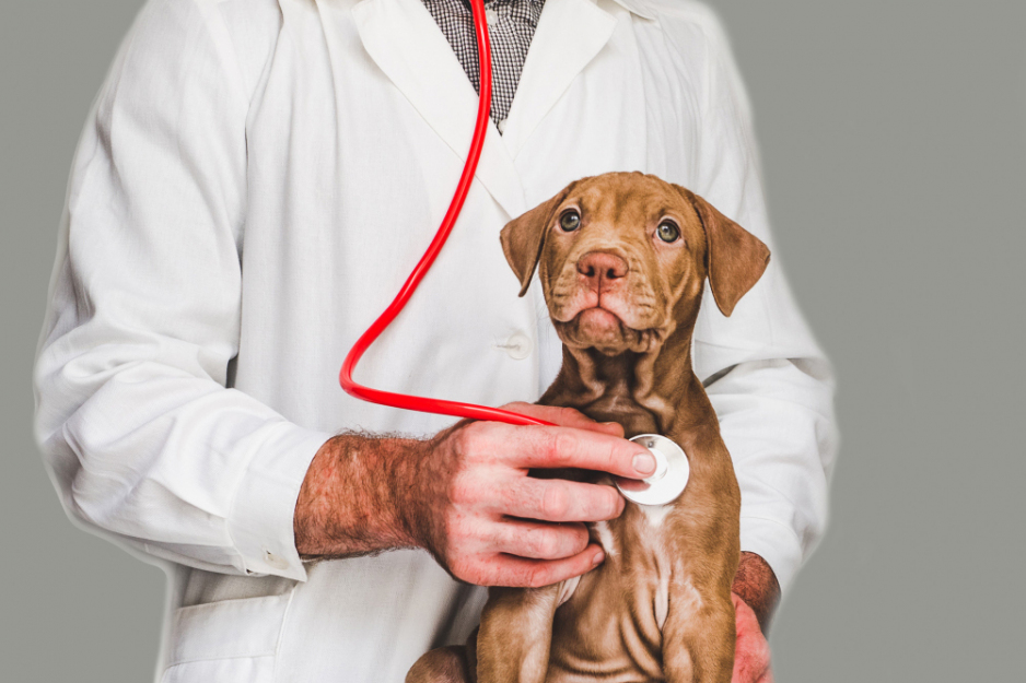 Laboratorio de Inmunología Veterinaria